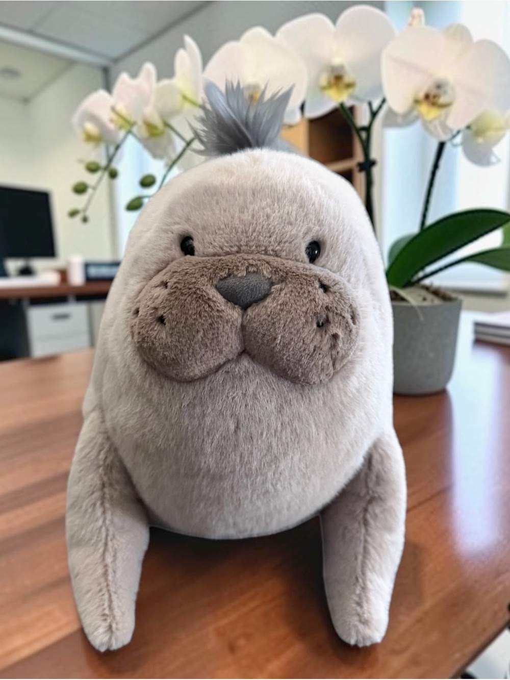 🦭𝐀𝐮𝐭𝐡𝐞𝐧𝐭𝐢𝐜 𝐉𝐞𝐥𝐥𝐲𝐜𝐚𝐭 𝐑𝐨𝐚𝐫𝐰𝐞𝐥𝐥 𝐒𝐞𝐚 𝐋𝐢𝐨𝐧🦭
